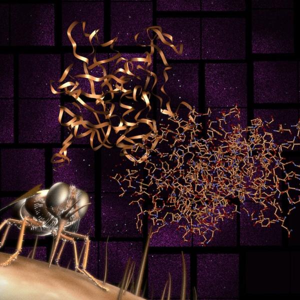 Image collage of Protein structure, diffraction pattern and tsetse fly involved in story