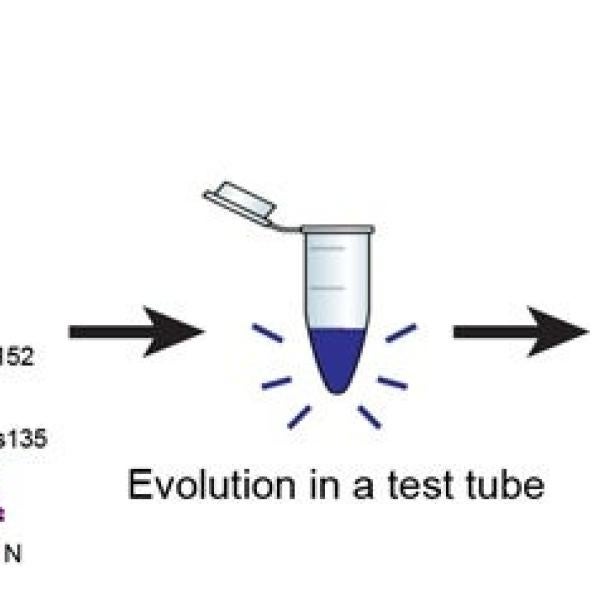 Illustration showing creation of new enzyme using directed evolution.