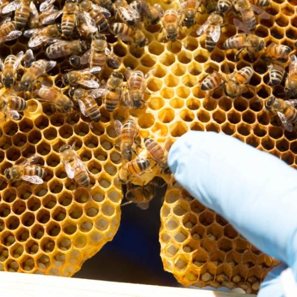 Photo - bees on honeycomb