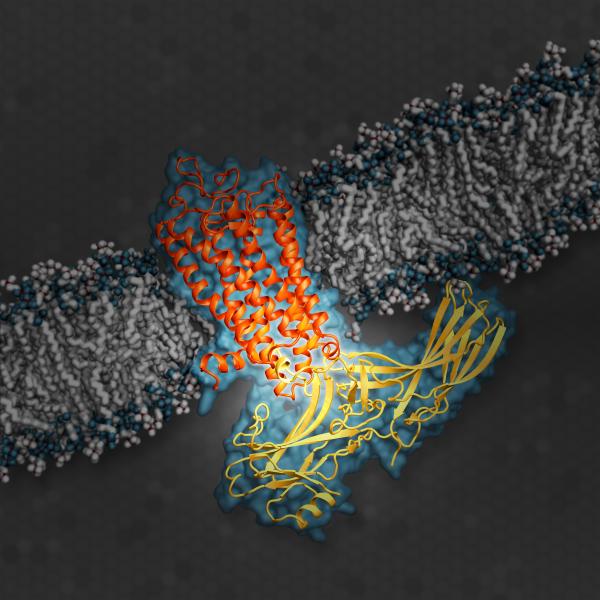  Illustration shows arrestin (yellow), an important type of signaling protein, while docked with rhodopsin (orange).