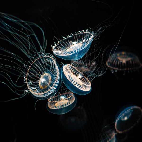 Aequorea victoria, a bioluminescent jellyfish