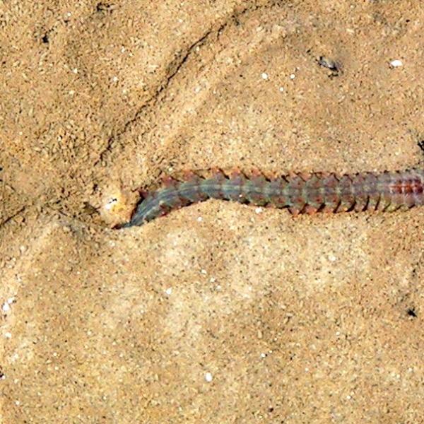 Image - This marine worm, commonly known as a ragworm, can grow up to 4 inches in length. It is part of a class of worms known as polychaetes. A far smaller variety of polychaetes was likely responsible for creating ancient burrows studied at SLAC.