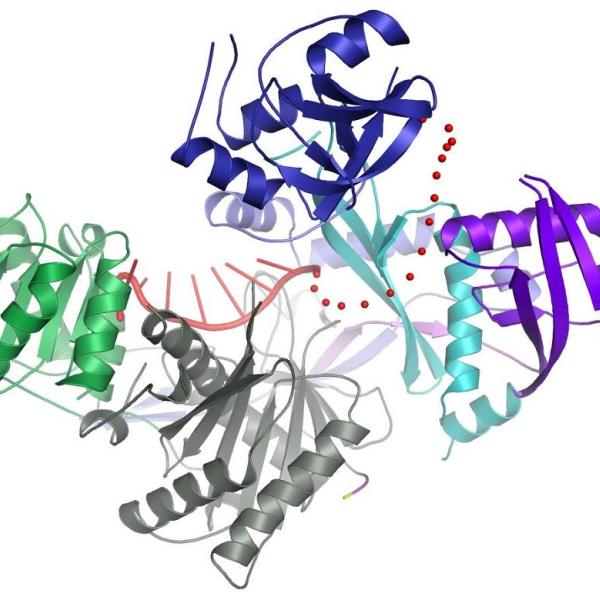 The crystal structure of the human Argonaute2 protein...