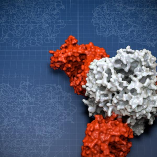 illustration of Lassa virus protein molecular structure