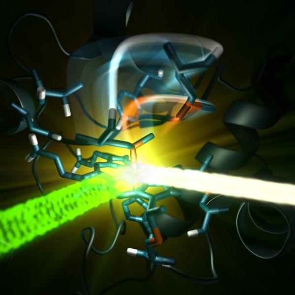 An optical laser (green) excites the iron-containing active site of the protein cytochrome c, and then an X-ray laser (white) probes the iron.