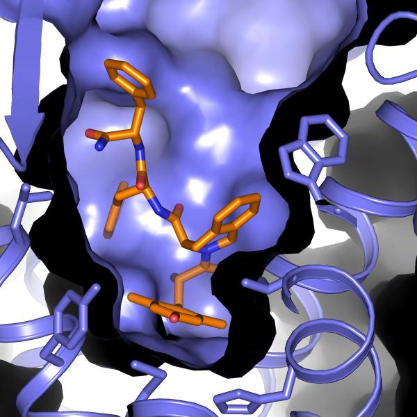 Image - This rendering shows a type of cellular membrane protein known as a delta opioid receptor (purple) with a compound derived from a naturally occurring peptide (orange, blue and red) bound inside its “pocket.” The peptide compound shows promise as a