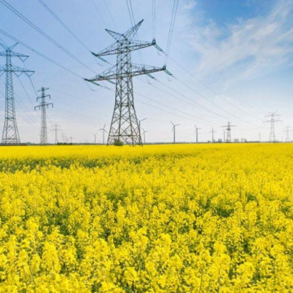 Field of yellow flowers with large power lines. Photo: iStockphoto.com