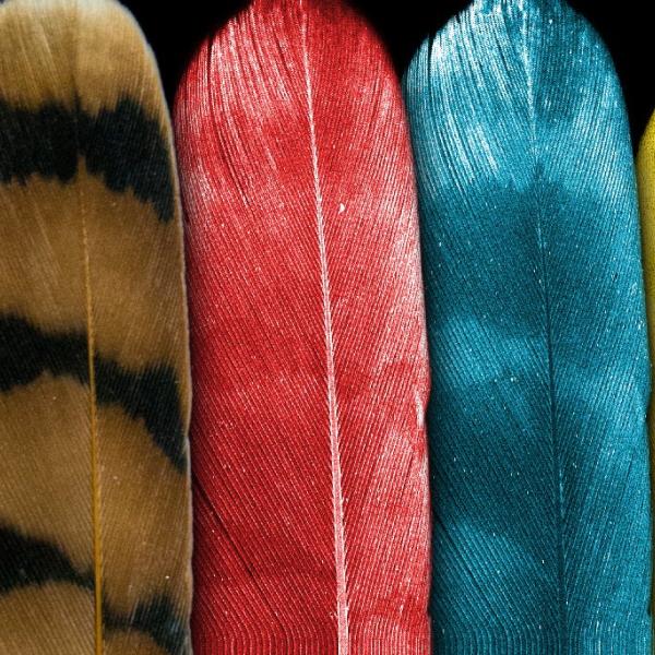American kestrel feather