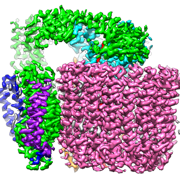 Cryo-EM image of a proton pump involved in maintaining bone
