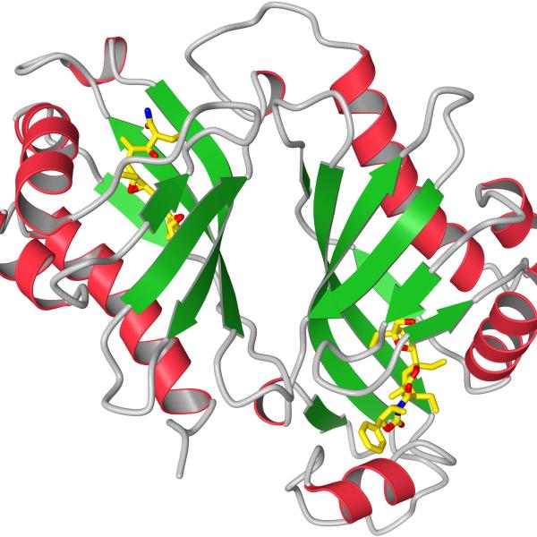 A ribbon diagram of the protein Lsd19