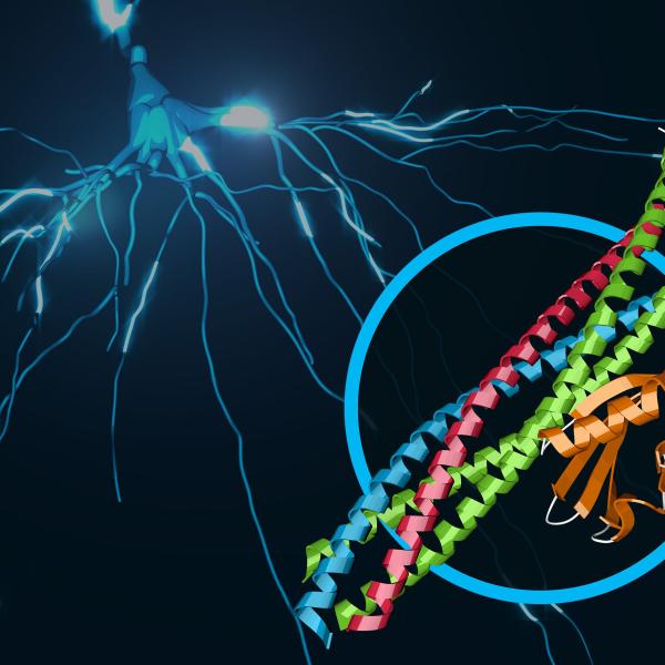 Image - This illustration shows a protein complex at work in brain signaling. Its structure, which contains joined protein complexes known as SNARE and synaptotagmin-1, is shown in the foreground. (SLAC National Accelerator Laboratory)