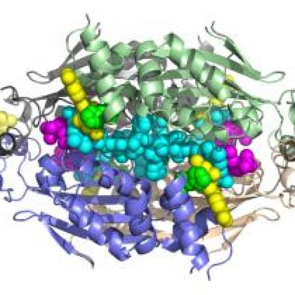 ﻿flavin-dependent thymidylate synthase enzyme