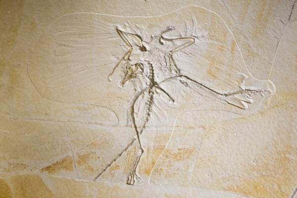 The Thermopolis Archaeopteryx Fossil.