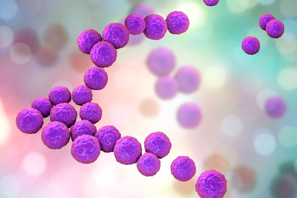 Image of spherical bacteria