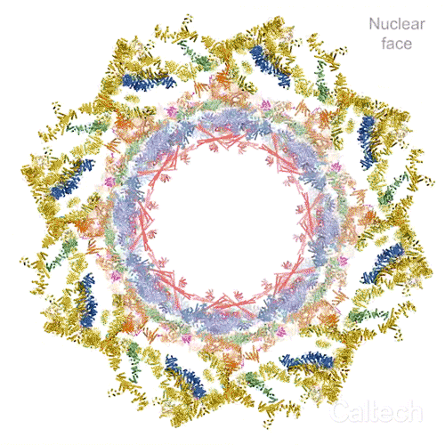 The nuclear pore complex dilates like this.