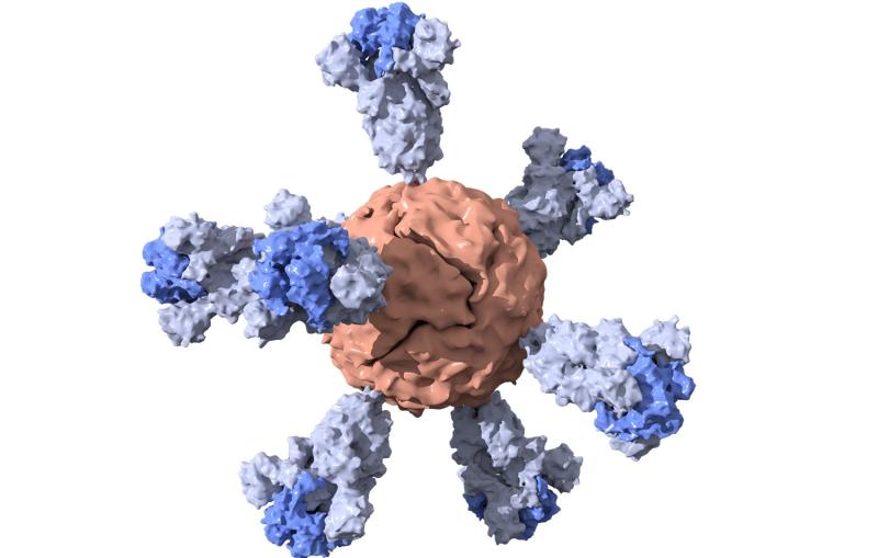 The ferritin nanoparticle, shown with red center and six blue spikes.
